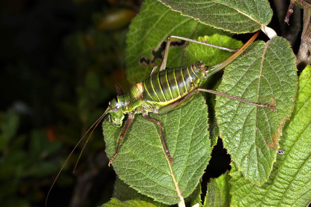 Ephippiger ephippiger - Copyright Denis Bourgeois